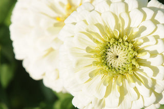 Zinnia elegans <br>ZINNIA GIANTS MIX