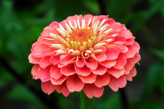 Zinnia elegans <br>ZINNIA QUEENY MIX, QUEEN