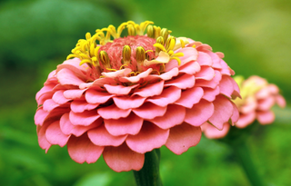 Zinnia elegans <br>PEACH CRESTO ZINNIA