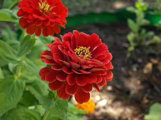Zinnia elegans <br>ZINNIA GIANTS MIX