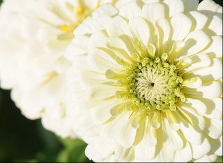 Zinnia elegans <br>ZINNIA GIANT WHITE