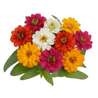 Zinnia elegans <br>ZINNIA PROFUSION DOUBLE MIX