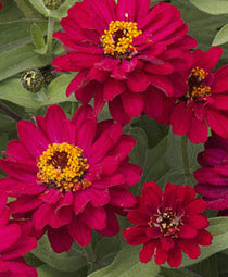 Zinnia elegans <br>ZINNIA PROFUSION DOUBLE HOT CHERRY