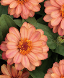 Zinnia elegans <br>ZINNIA PROFUSION DOUBLE DEEP SALMON