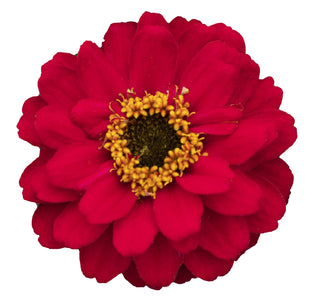 Zinnia elegans <br>ZINNIA PROFUSION DOUBLE RED