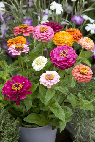 Zinnia elegans <br>ZINNIA CUT & COME AGAIN MIX