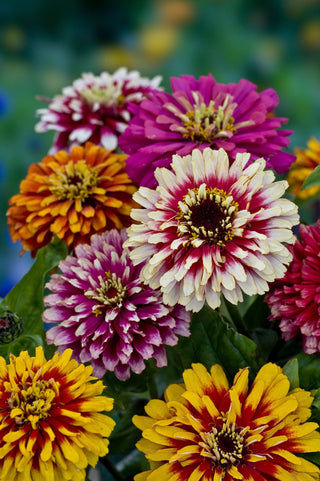 Zinnia elegans <br>ZINNIA WHIRLYGIG MIX