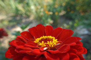 Zinnia elegans <br>ZINNIA OKLAHOMA SCARLET RED