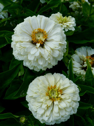 Zinnia elegans <br>ZINNIA DREAMLAND IVORY