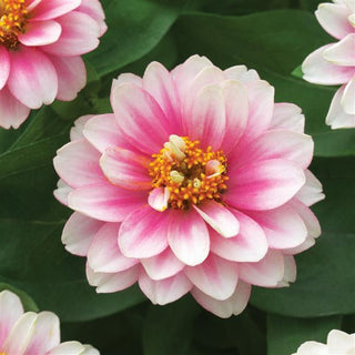 Zinnia elegans <br>ZINNIA BELIZE DOUBLE PINK BICOLOR
