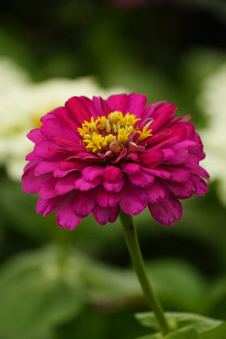 Zinnia elegans <br>ZINNIA DAHLIA-FLOWERED PURPLE PRINCE