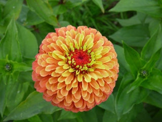 Zinnia elegans <br>QUEEN LIME ORANGE ZINNIA