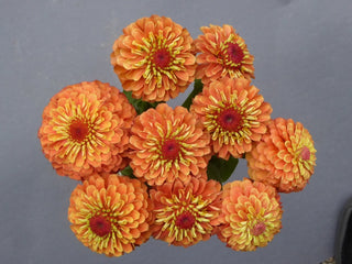 Zinnia elegans <br>QUEEN LIME ORANGE ZINNIA