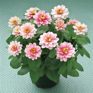 Zinnia elegans <br>ZINNIA BELIZE DOUBLE PINK BICOLOR