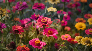 Zinnia elegans <br>ZINNIA 'CALIFORNIA GIANTS' MIX