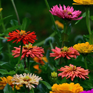 Zinnia elegans <br>ZINNIA CACTUS-STYLE