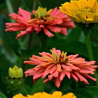 Zinnia elegans <br>ZINNIA CACTUS-STYLE