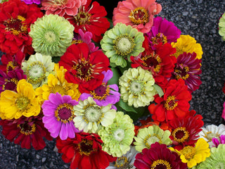 Zinnia elegans <br>ZINNIA 'CALIFORNIA GIANTS' MIX