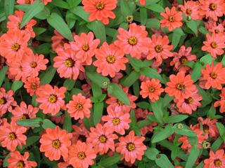 Zinnia hybrida <br>ZINNIA 'PROFUSION APRICOT'