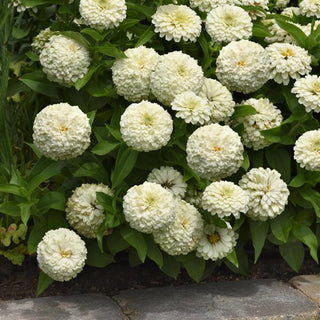 Zinnia elegans <br>ZINNIA WHITE ZESTY