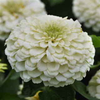 Zinnia elegans <br>ZINNIA WHITE ZESTY