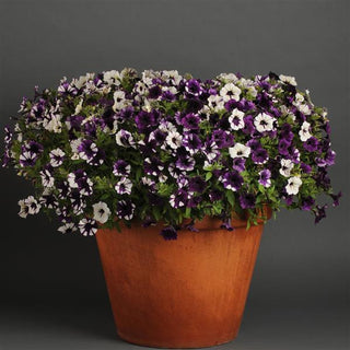 Petunia <br>PETUNIA WAVE MIX