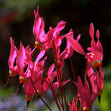 RED SHOOTING STAR Dodecatheon meadia