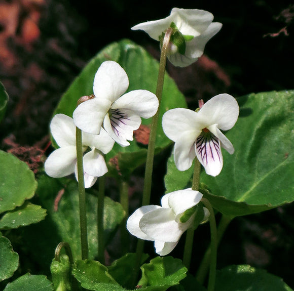 WHITE-FLOWERED VIOLA Viola soraria