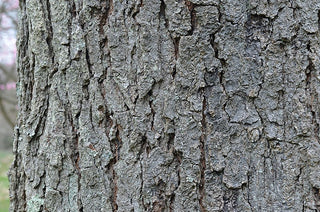 KENTUCKY COFFEE TREE <br>Gymnocladus dioicus