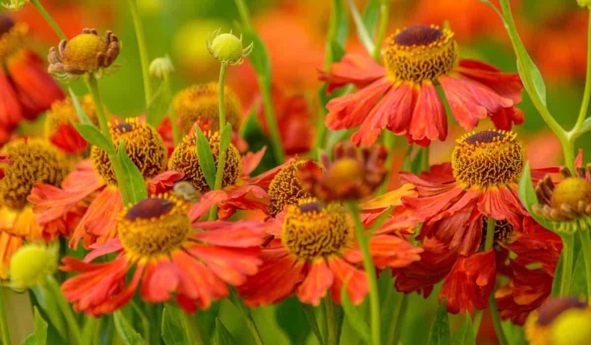 Helenium autumnale SNEEZEWEED MIX Hybrids – Ferri Seeds