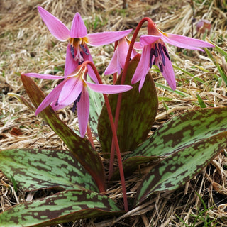 PINK TROUT LILY, DOG'S TOOTH VIOLET Erythronium dens-canis