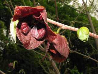 AMERICAN PAPAW FRUIT Paw Paw Tree <br>Asimina triloba