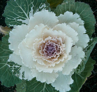 WHITE ORNAMENTAL FLOWERING KALE Wedding Bouquet Flower, Brassica oleracea