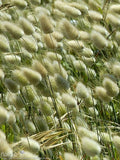 BUNNY TAIL GRASS Lagurus Ovatus