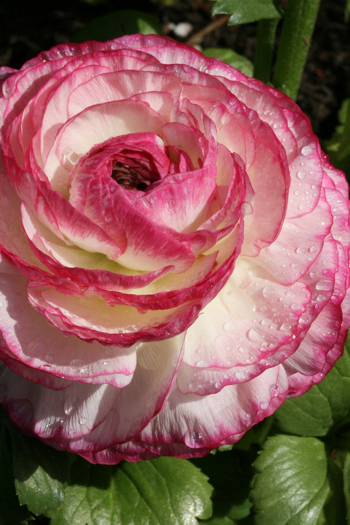 TALL RANUNCULUS MIX – Ferri Seeds