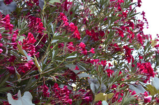 CHERRY-RED OLEANDER <br>Oleander nerium