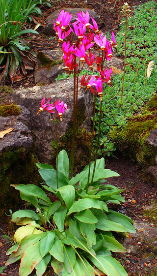 RED SHOOTING STAR <br>Dodecatheon meadia