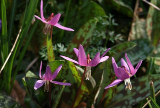 PINK TROUT LILY, DOG'S TOOTH VIOLET <br>Erythronium dens-canis