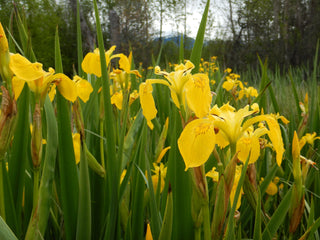 YELLOW FLAG IRIS <br>Iris pseudacorus