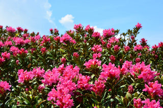 ALPEN ROSE RHODODENDRON <br>Rhododendron ferrugineum