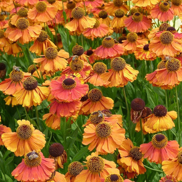 Helenium autumnale SNEEZEWEED MIX Hybrids – Ferri Seeds
