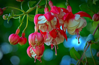 ORNAMENTAL FUCHSIA <br>Fuchsia