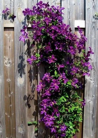 MIX FRAGRANT CLEMATIS Scented Montana