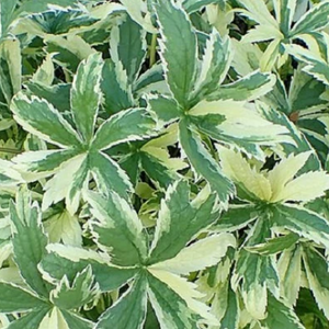 VARIEGATED STRAWBERRY Duchesnea indica variegata