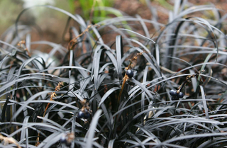 GRASS BLACK MADRAS Ornamental Rice, Oryza Sativa