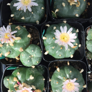 PEYOTE CACTUS Lophophora williamsii  ***Canada addresses only. Illegal to ship to US addresses.***