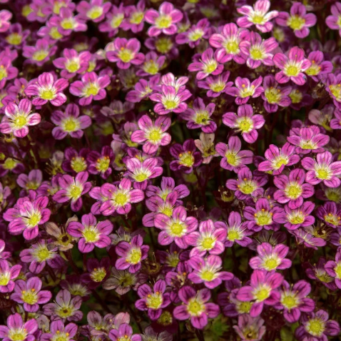 Saxifraga ardensii PURPLE SAXIFRAGE – Ferri Seeds