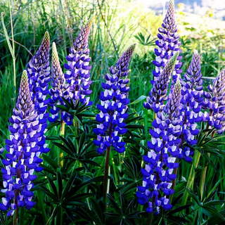 LUPIN 'GOVERNOR' BLUE & WHITE Lupinus