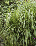ZEBRA GRASS Miscanthus sinensis 'zebrinus'