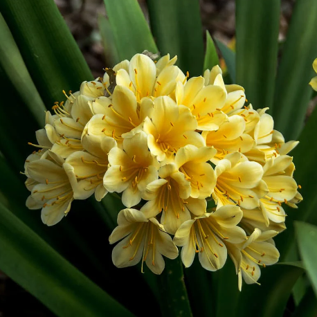 YELLOW CLIVIA Miniata, Natal Kaffir Lily, Rare Bulb